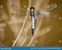 Attēlu rezultāti vaicājumam “Orthetrum cancellatum”