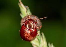 Attēlu rezultāti vaicājumam “Chrysolina staphylaea”