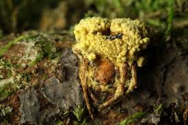 Attēlu rezultāti vaicājumam “Torrubiella arachnophila”