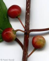 Attēlu rezultāti vaicājumam “Frangula alnus fruit”