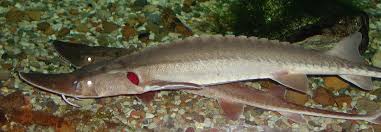 Image result for Scaphirhynchus platorynchus