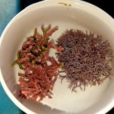 Attēlu rezultāti vaicājumam “Lycogala botrydium macro”