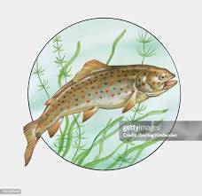 Image result for Salmo trutta trutta