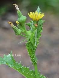 Attēlu rezultāti vaicājumam “Sonchus asper flower”