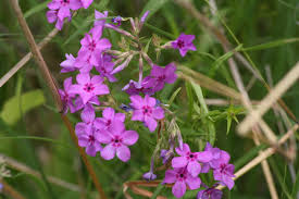 Attēlu rezultāti vaicājumam “Carex pilosa flower”