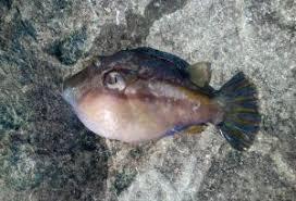 Attēlu rezultāti vaicājumam “Tubifera montana”