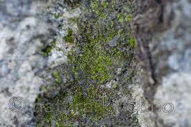 Attēlu rezultāti vaicājumam “Fissidens gracilifolius”