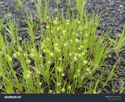 Attēlu rezultāti vaicājumam “Rhynchospora alba”