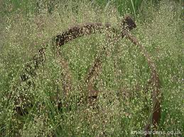 Attēlu rezultāti vaicājumam “Briza media”