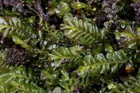 Attēlu rezultāti vaicājumam “Plagiochila asplenioides”