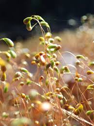 Attēlu rezultāti vaicājumam “Funaria hygrometrica”