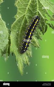 Attēlu rezultāti vaicājumam “Callimorpha dominula larva”