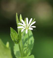 Attēlu rezultāti vaicājumam “Stellaria nemorum flower”