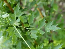 Attēlu rezultāti vaicājumam “Thalictrum flavum bud”