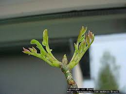 Attēlu rezultāti vaicājumam “Gymnocladus dioicus bud”