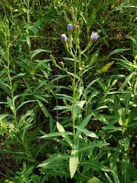 Attēlu rezultāti vaicājumam “Lactuca tatarica leaf”