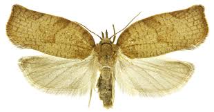 Attēlu rezultāti vaicājumam “Pandemis heparana”