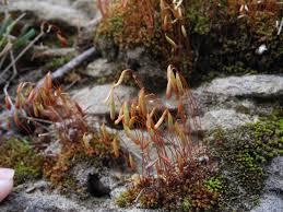 Attēlu rezultāti vaicājumam “Bryales”