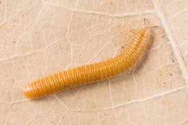 Attēlu rezultāti vaicājumam “Polyzonium germanicum”