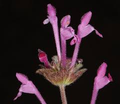 Attēlu rezultāti vaicājumam “Lamium amplexicaule”