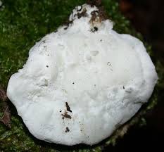 Attēlu rezultāti vaicājumam “Tyromyces chioneus”