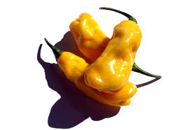 Afbeeldingsresultaat voor mme jeanette hot pepper