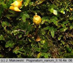 Attēlu rezultāti vaicājumam “Pogonatum nanum”