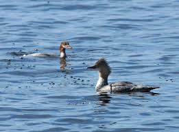 Attēlu rezultāti vaicājumam “Mergus merganser”
