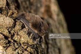 Attēlu rezultāti vaicājumam “Pipistrellus nathusii”