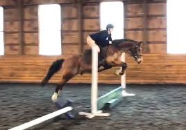 Image result for Stoneleigh Riding Club