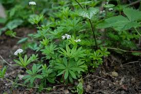 Attēlu rezultāti vaicājumam “Galium schultesii leaf”