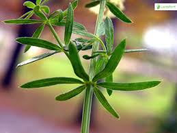 Attēlu rezultāti vaicājumam “Galium schultesii fruit”