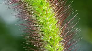 Attēlu rezultāti vaicājumam “Setaria viridis leaf”