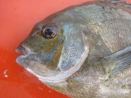 Image result for Pachymetopon grande