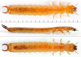 Attēlu rezultāti vaicājumam “Schizotus pectinicornis”