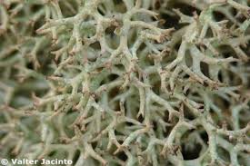 Attēlu rezultāti vaicājumam “Cladonia”