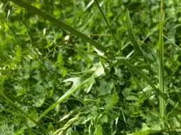 Attēlu rezultāti vaicājumam “Crepis biennis”