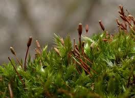 Attēlu rezultāti vaicājumam “Pylaisia polyantha”