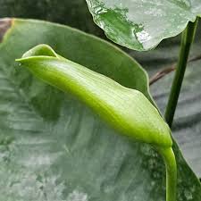 Attēlu rezultāti vaicājumam “Calla palustris leaf”