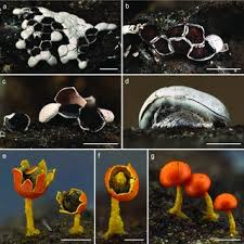 Attēlu rezultāti vaicājumam “Comatricha ellae spores”