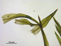 Attēlu rezultāti vaicājumam “Weissia brachycarpa”