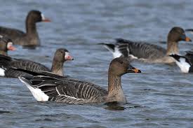 Attēlu rezultāti vaicājumam “Anser serrirostris”