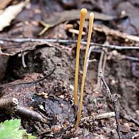 Attēlu rezultāti vaicājumam “Macrotyphula fistulosa”