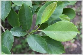 Attēlu rezultāti vaicājumam “Magnolia kobus”