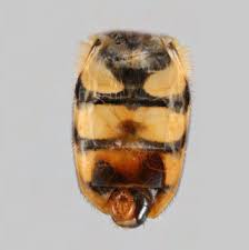 Attēlu rezultāti vaicājumam “Eupeodes nielseni”