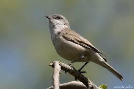 Attēlu rezultāti vaicājumam “Sylvia curruca adult”