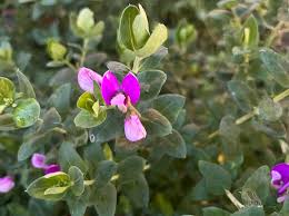 Attēlu rezultāti vaicājumam “Polygala vulgaris leaf”