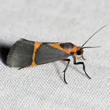 Attēlu rezultāti vaicājumam “Lymantriidae”