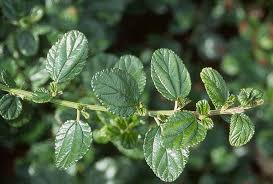 Attēlu rezultāti vaicājumam “Hymenoscyphus fructigenus var. coryli”