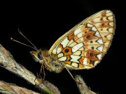 Attēlu rezultāti vaicājumam “Clossiana selene underside”